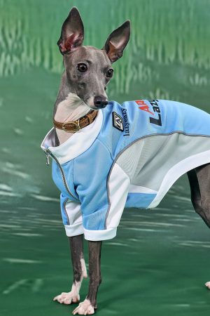 Color-Block Sports Jacket for Pets - Stylish Collaborative Design in Trendy Colors, Perfect for Active Pets and Outdoor Adventures